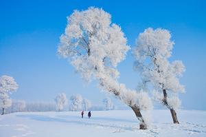 Jilin Songhua Lake Snow Tree